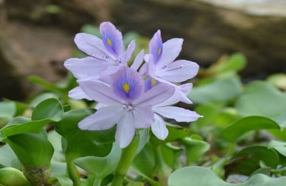 Para los apureños la Flor de Bora avisa la crecida de los ríos