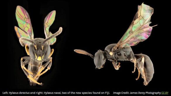 Descubren ocho nuevas especies de abejas en islas del Pacífico