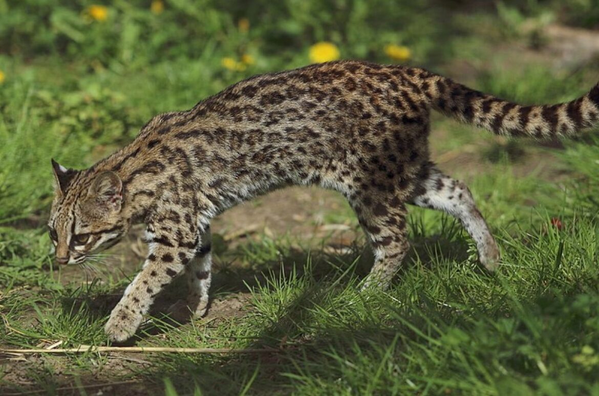Tigrillo nebuloso, nueva especie de felino en Venezuela