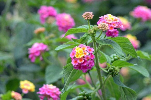 El cariaquito morado no solo aleja la pava