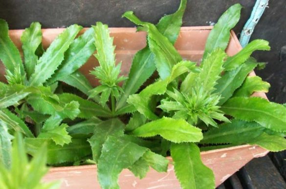 El característico e intenso sabor del culantro nuestroamericano