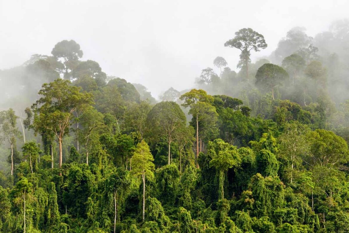 Cerca de la mitad de Venezuela está cubierta por bosques