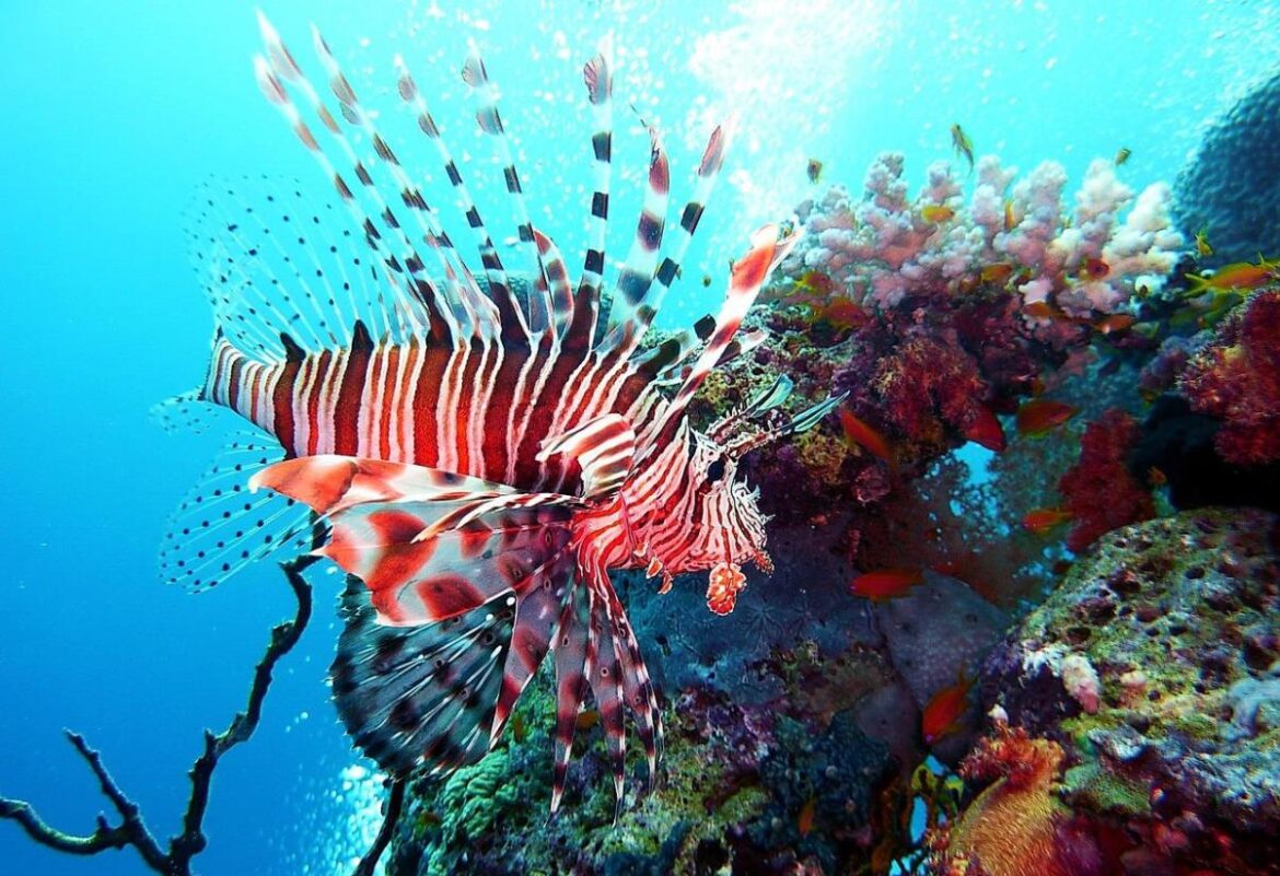 Especies invasoras invitados no deseados que ponen en riesgo los ecosistemas