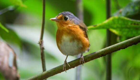 El Ponchito Cumanés es endémico del oriente venezolano