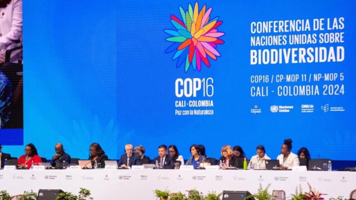 COP 16 en Cali: novedades, avances y tareas pendientes