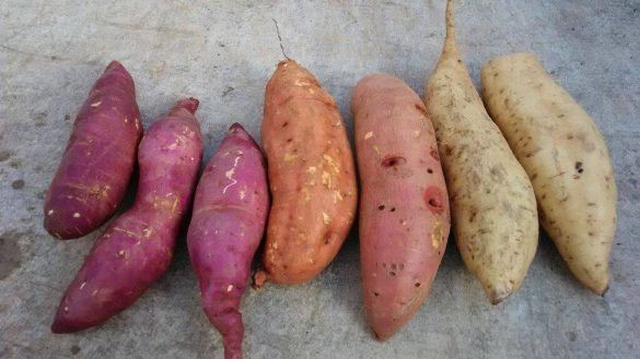 La batata es sabrosa, versátil y nutritiva