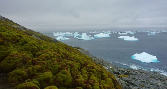 Superficie de la Península Antártica reverdece muy rápido