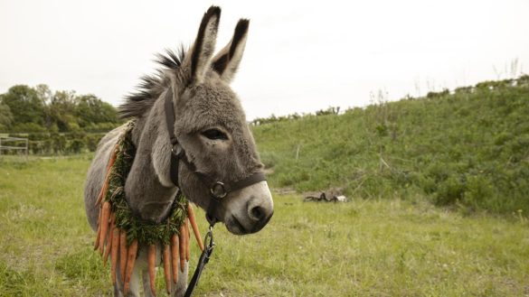 El Burrito Sabanero de Venezuela recorre el mundo