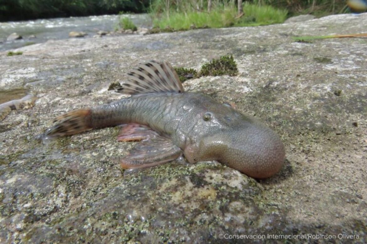 Descubren más de 20 especies desconocidas en la Amazonía peruana