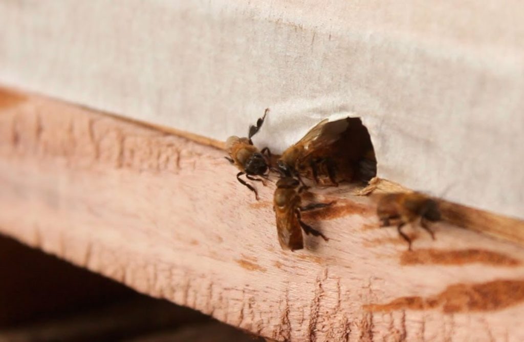 Las milagrosas pero infravaloradas abejas meliponas 