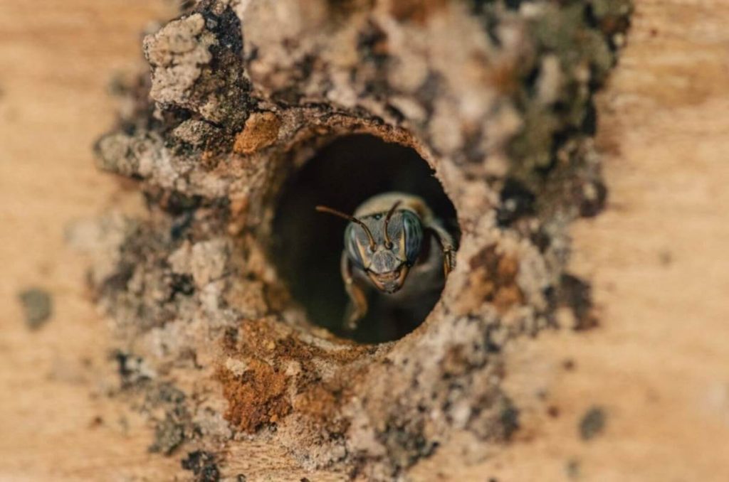 Las milagrosas pero infravaloradas abejas meliponas 