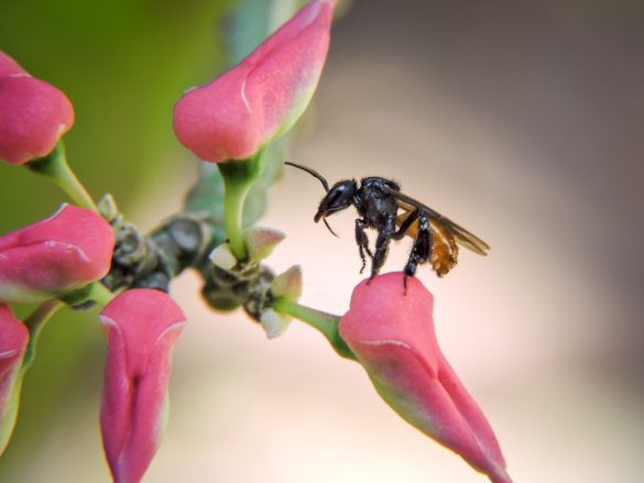 Las milagrosas pero infravaloradas abejas meliponas