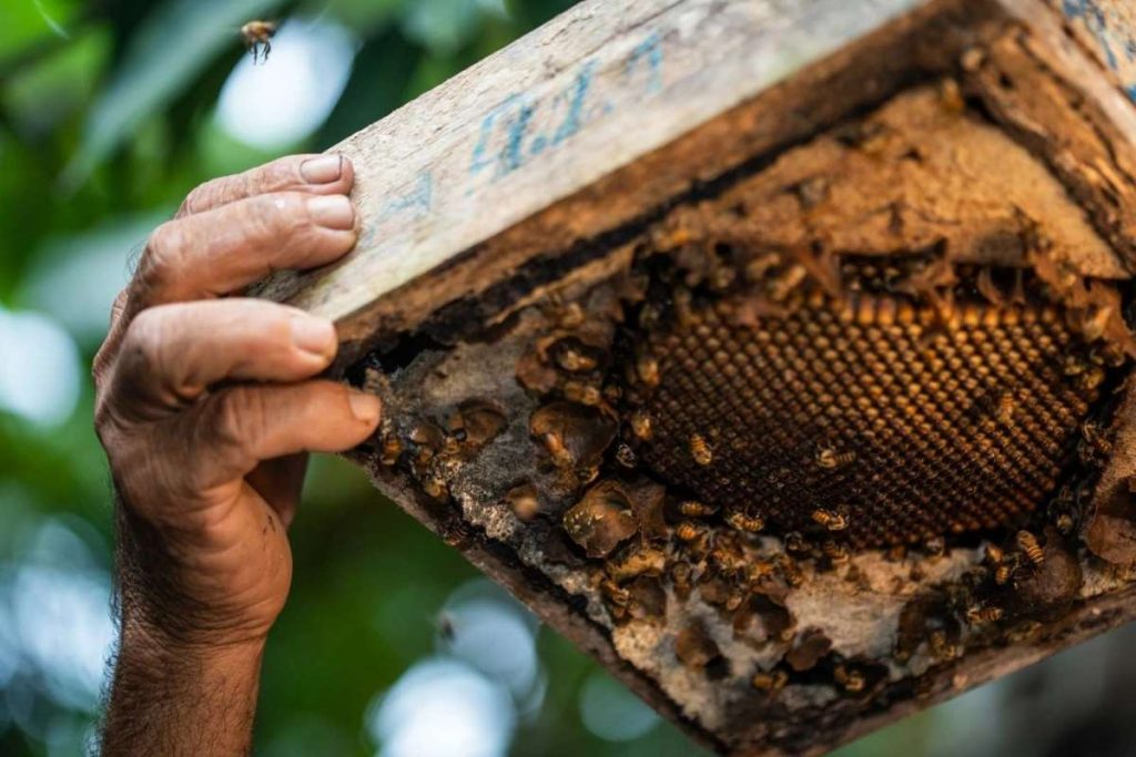 Las milagrosas pero infravaloradas abejas meliponas 