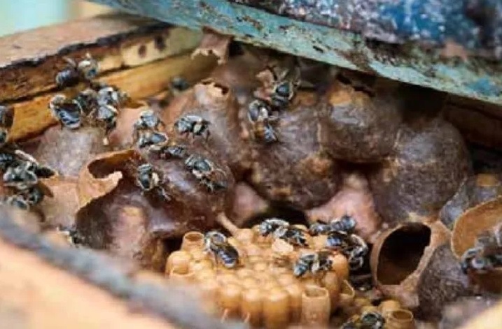 Las milagrosas pero infravaloradas abejas meliponas 