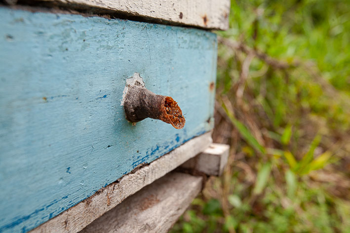 Las milagrosas pero infravaloradas abejas meliponas 