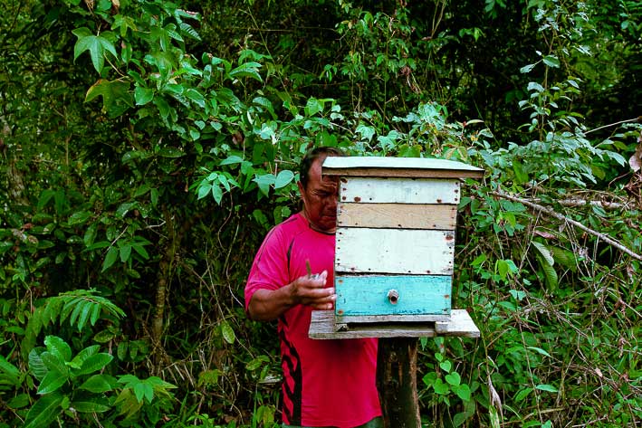Las milagrosas pero infravaloradas abejas meliponas 