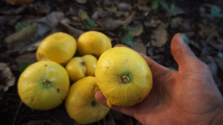 Exóticas delicias del Amazonas, una herencia ancestral