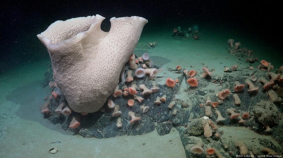 Deshielo revela un ecosistema marino inexplorado en la Antártida