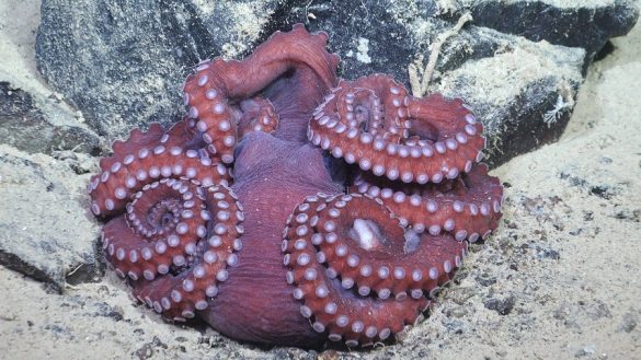 Deshielo revela un ecosistema marino inexplorado en la Antártida