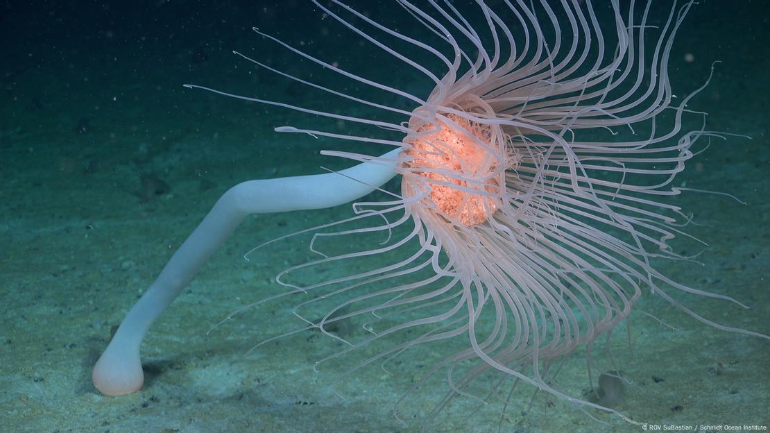 Deshielo revela un ecosistema marino inexplorado en la Antártida