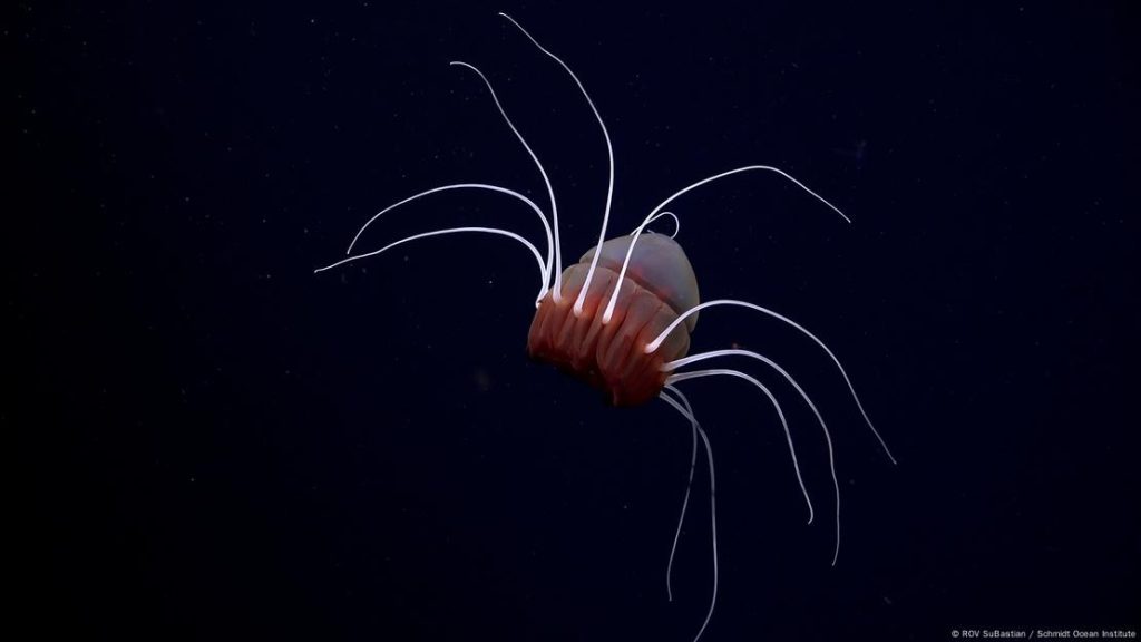 Deshielo revela un ecosistema marino inexplorado en la Antártida