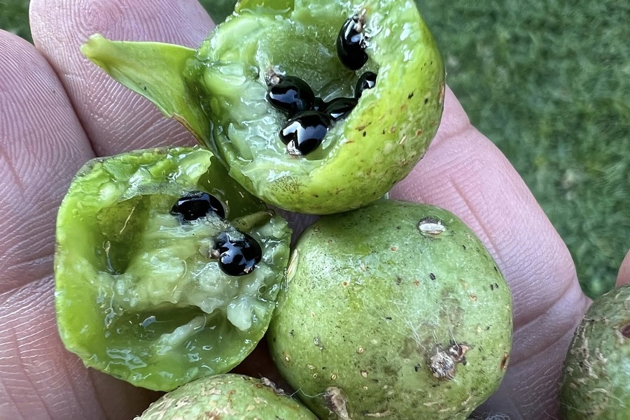 El guamacho o guamachito es un cactus especial