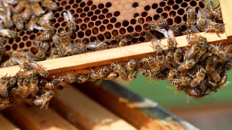 Crean superalimento para estimular la reproducción de las abejas