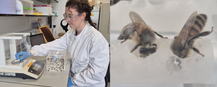 Crean superalimento para estimular la reproducción de las abejas