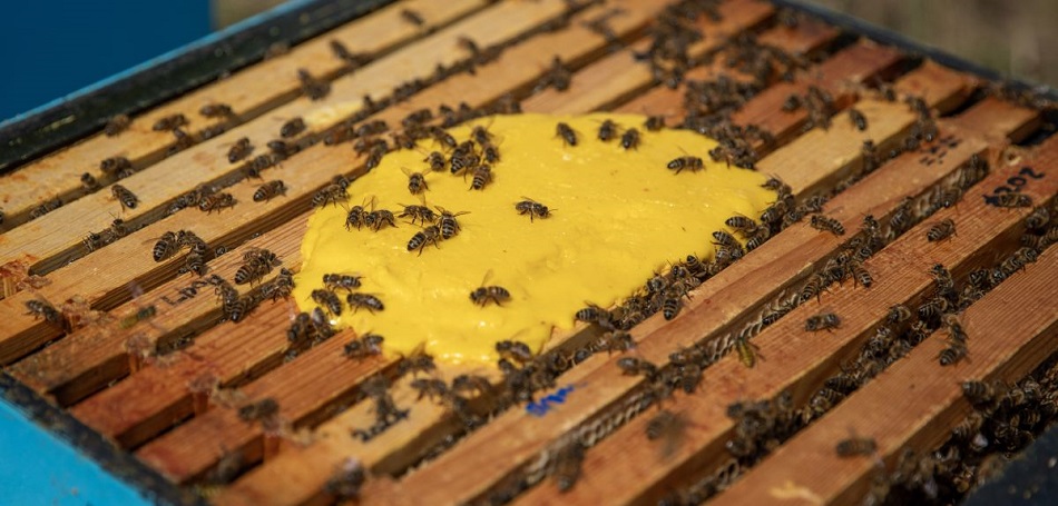 haiman-el-troudi-crean-superalimento-para-estimular-la-reproduccion-de-las-abejas Crean superalimento para estimular la reproducción de las abejas