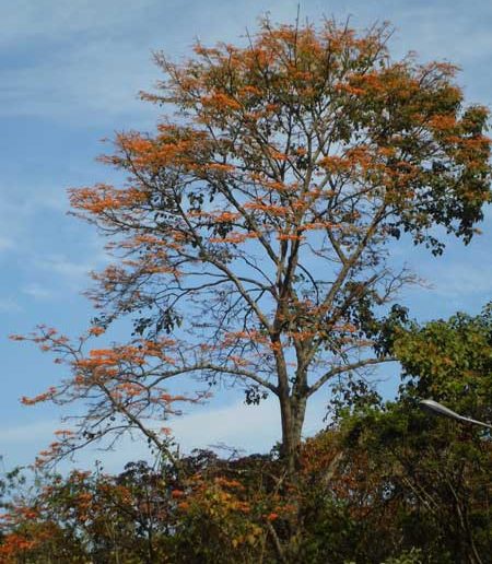Cerro El Volcán, cinturón vegetal de Baruta y El Hatillo
