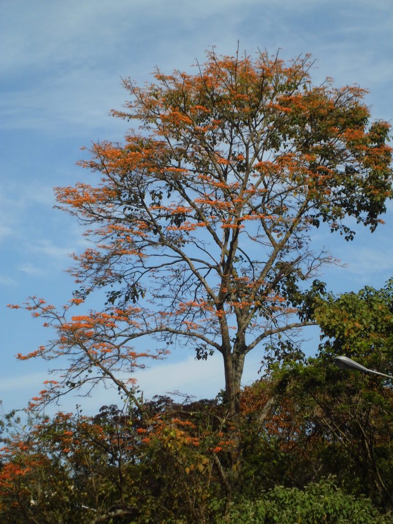 Cerro El Volcán, cinturón vegetal de Baruta y El Hatillo