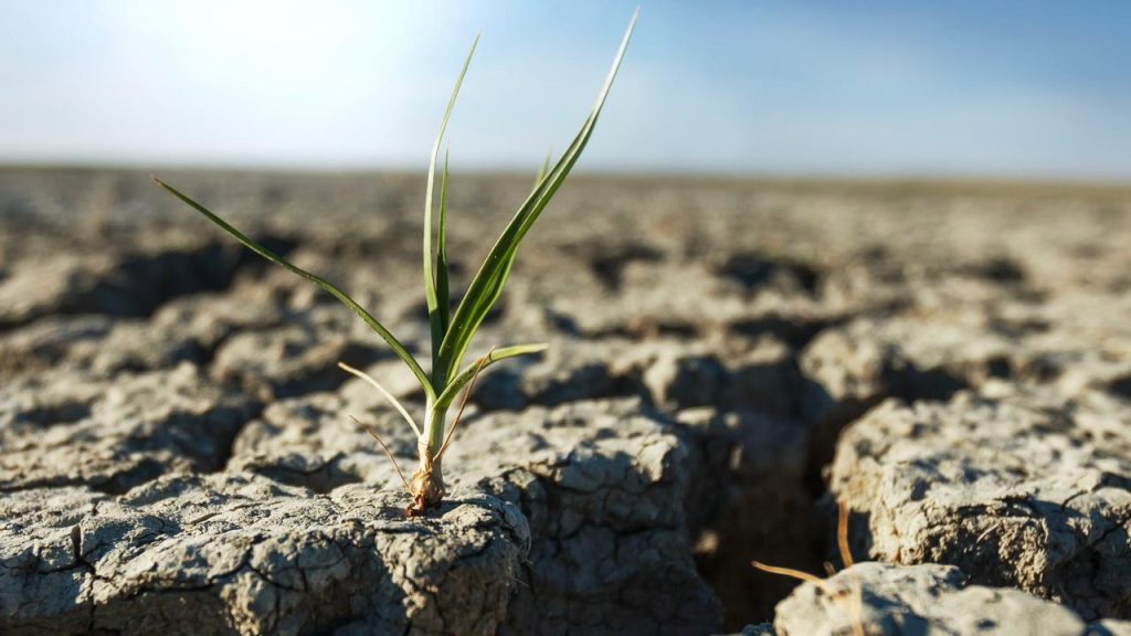 Molécula natural mejora la resistencia de los cultivos sin modificarlos genéticamente