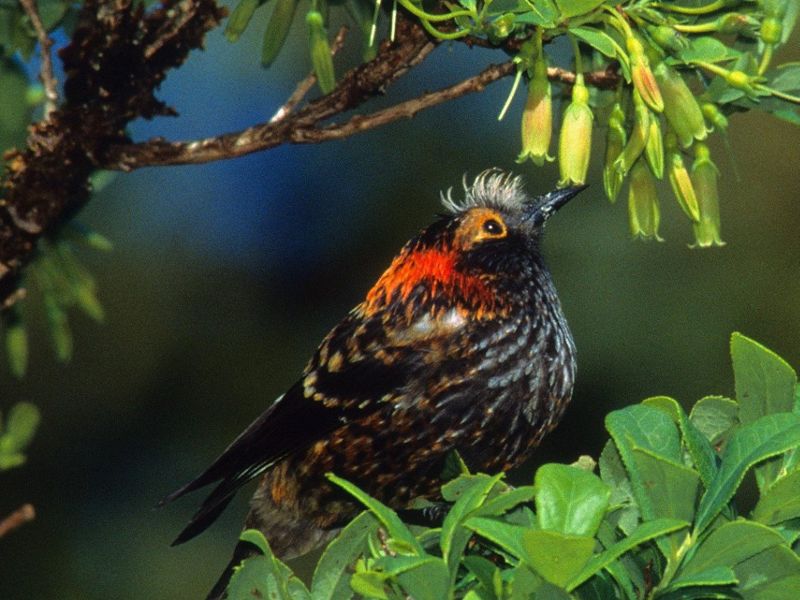 Usan drones para liberar mosquitos en Hawái y salvar a las aves nativas