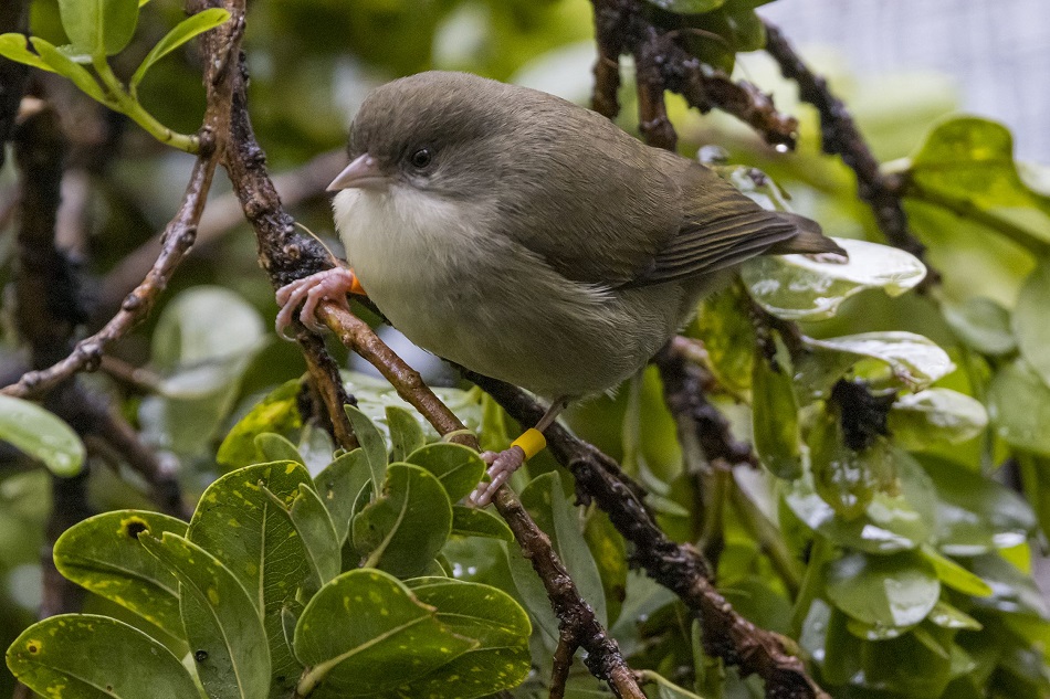 Usan drones para liberar mosquitos en Hawái y salvar a las aves nativas