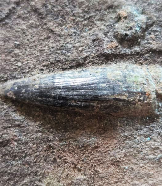 Descubrimiento de fósil de ictiosaurio amplía registro paleontológico nacional