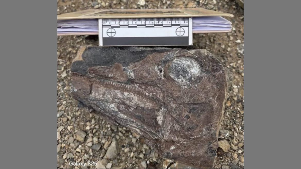 Descubrimiento de fósil de ictiosaurio amplía registro paleontológico nacional