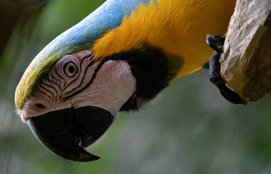 Olas de calor extremo están vinculadas a pérdida significativa de aves tropicales