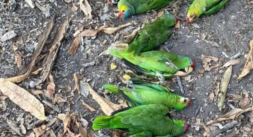 Olas de calor extremo están vinculadas a pérdida significativa de aves tropicales