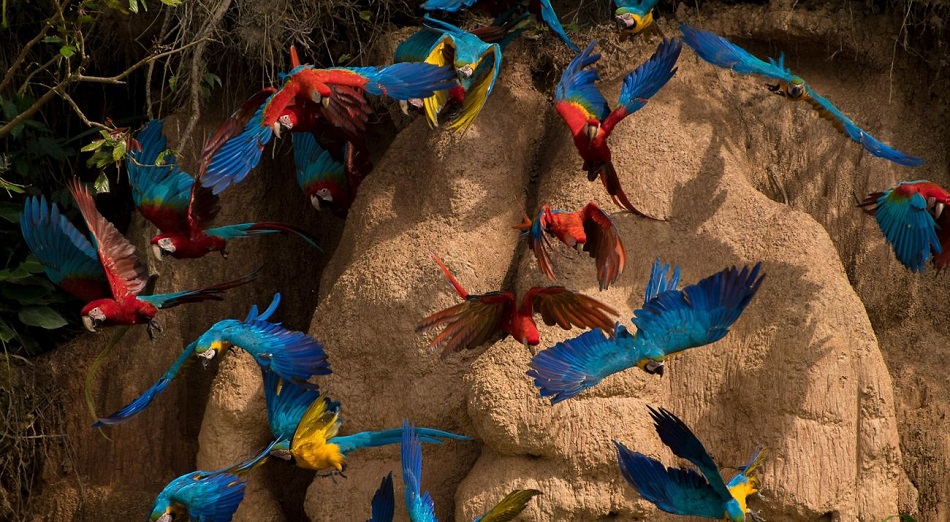 Olas de calor extremo están vinculadas a pérdida significativa de aves tropicales
