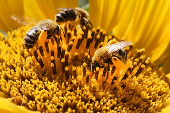 Descubren cómo aprovechar el polen para fabricar papel y otros productos