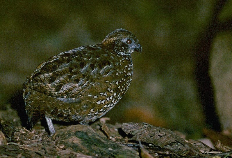 La Perdiz Montañera se escucha más de lo que se ve