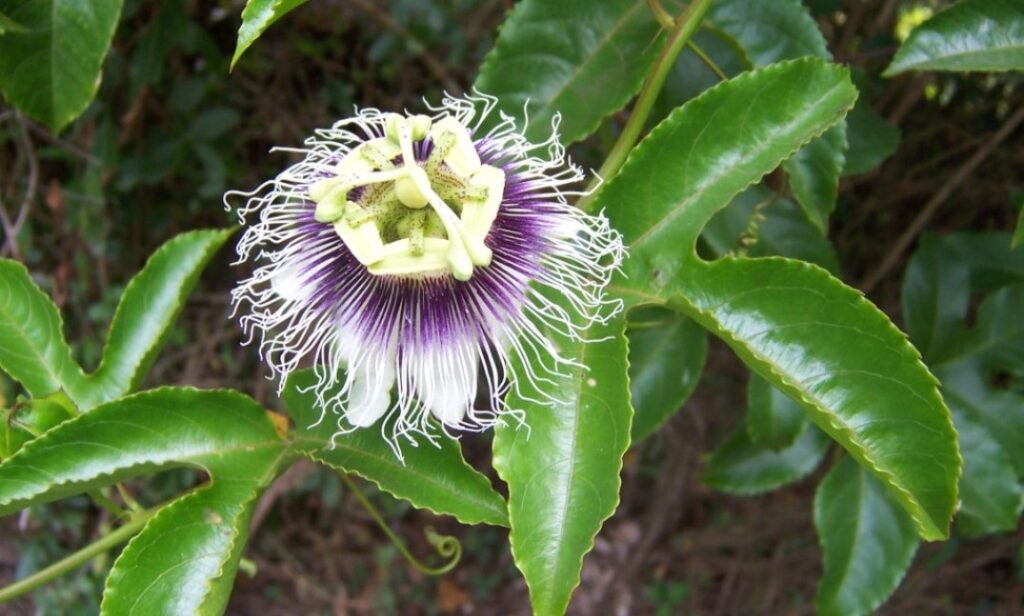 La parchita y su particular e intenso sabor que rejuvenece