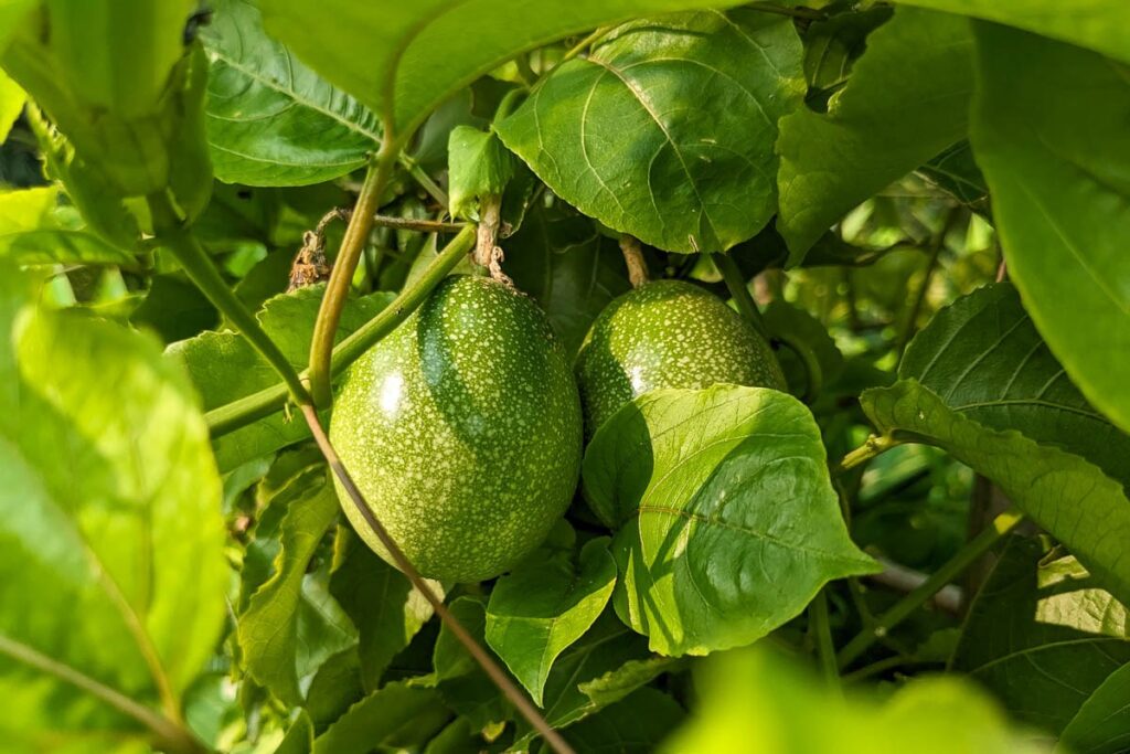 La parchita y su particular e intenso sabor que rejuvenece