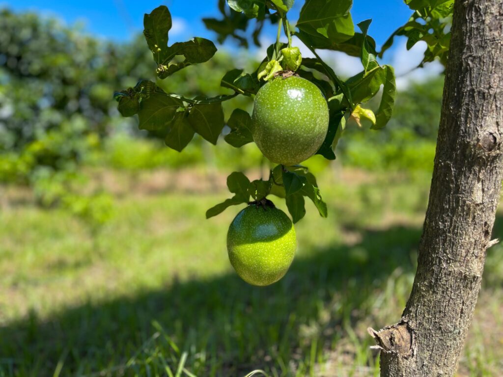 La parchita y su particular e intenso sabor que rejuvenece