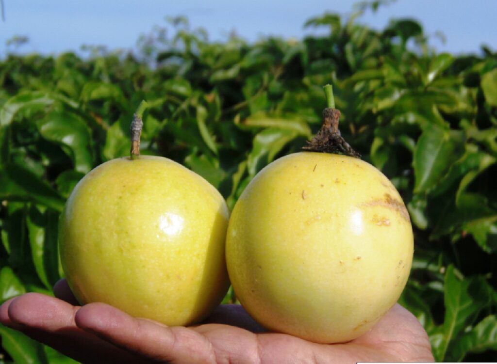 La parchita y su particular e intenso sabor que rejuvenece