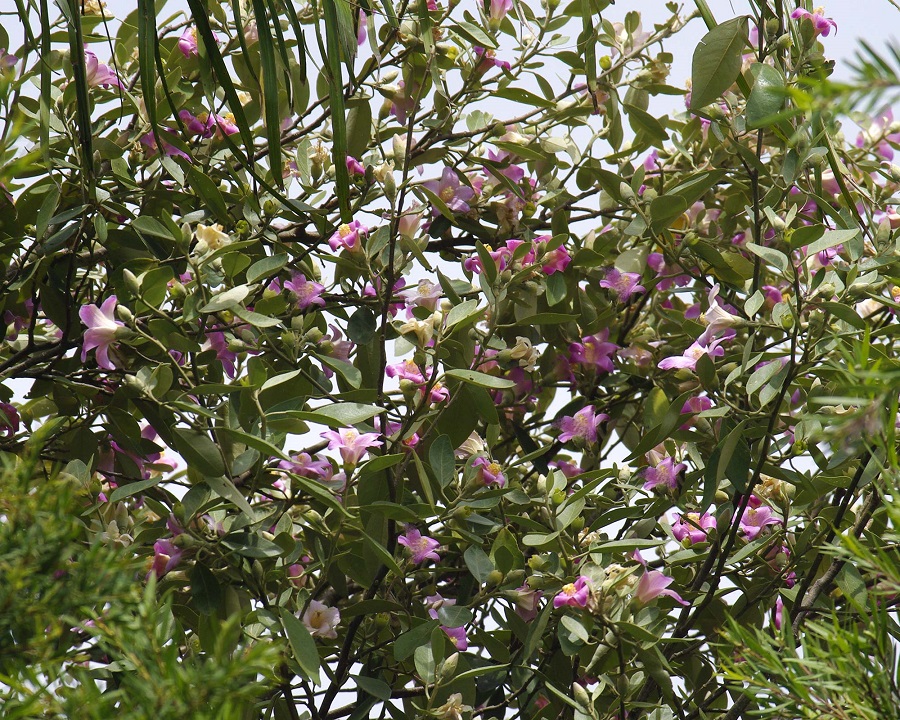 Leyenda del Ánima del Pica Pica, símbolo guariqueño de identidad y fe