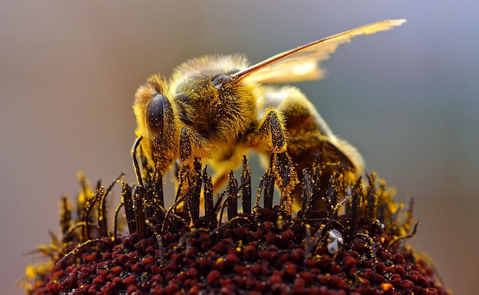 Científicos desarrollan superalimento que podría salvar a las abejas melíferas