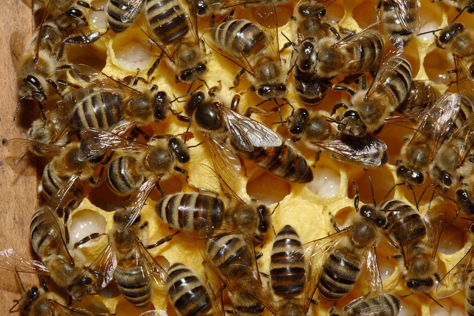 Científicos desarrollan superalimento que podría salvar a las abejas melíferas