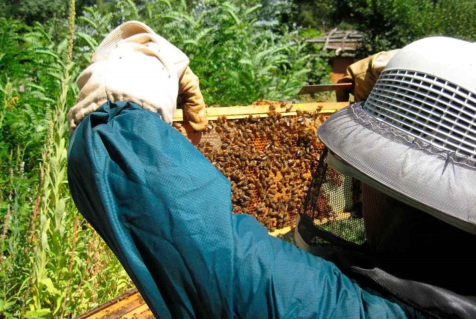 Científicos desarrollan superalimento que podría salvar a las abejas melíferas