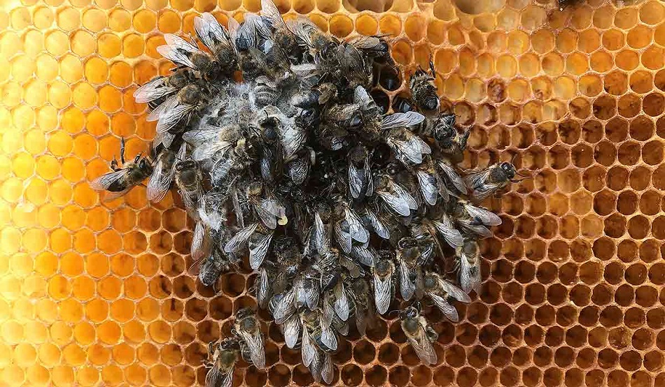 Científicos desarrollan superalimento que podría salvar a las abejas melíferas